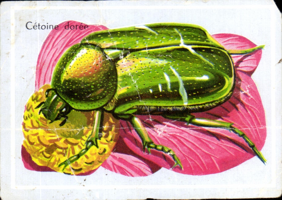 Image Cetoine Doree Aux Belles Formes