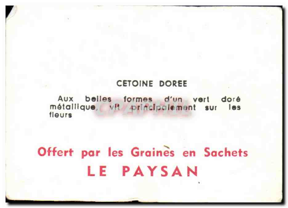 Image Cetoine Doree Aux Belles Formes — Rückseite