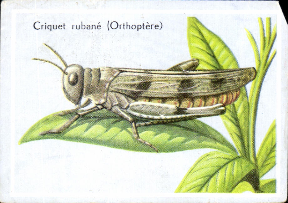 Image Criquet Rubane Orthoptere