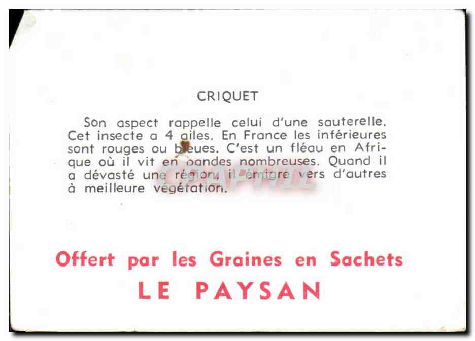 Image Criquet Rubane Orthoptere — Verso