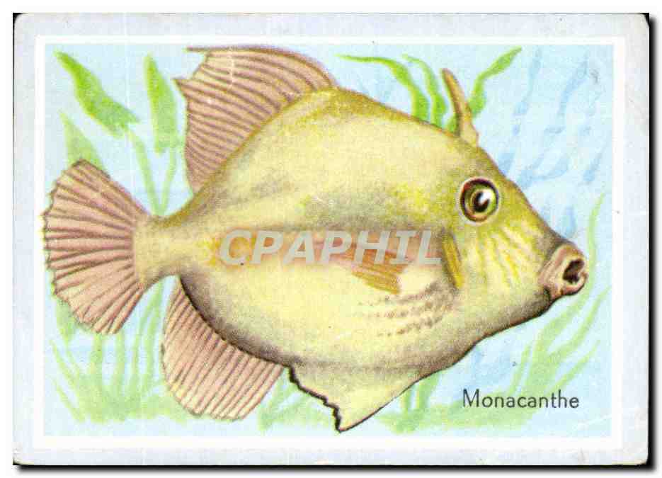 Image Monacanthe Poisson