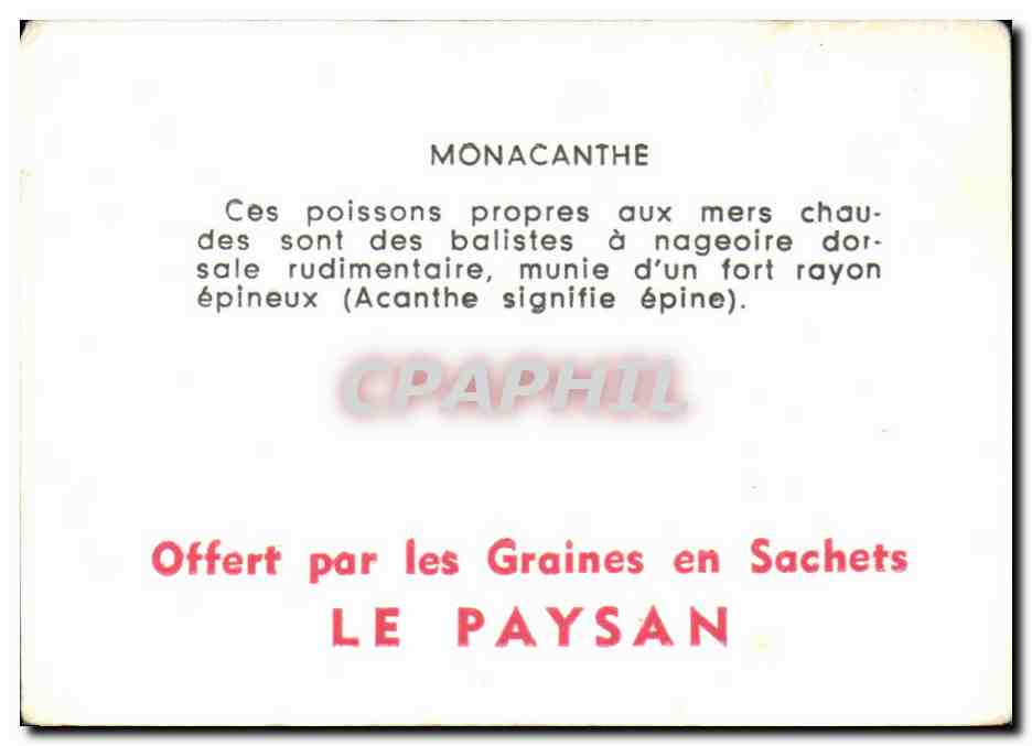 Image Monacanthe Poisson — Verso