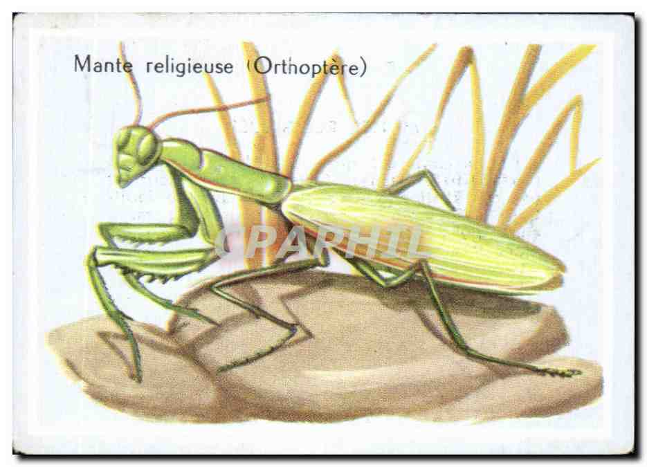 Image Mante religieuse 