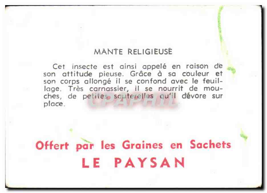 Image Mante religieuse  — Verso