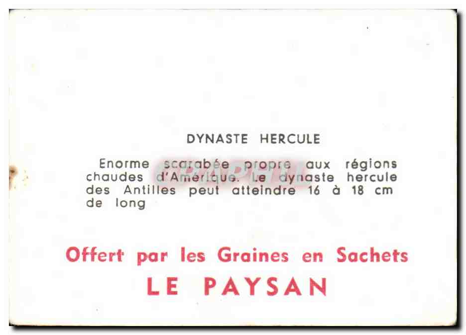 Image Dynaste Hercule — Verso