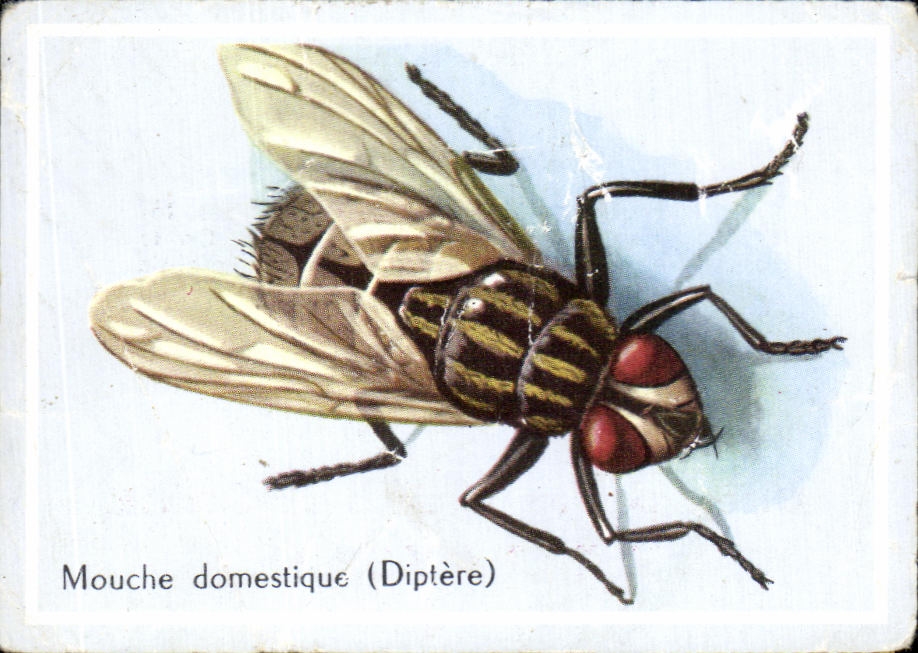 Image Mouche domestique