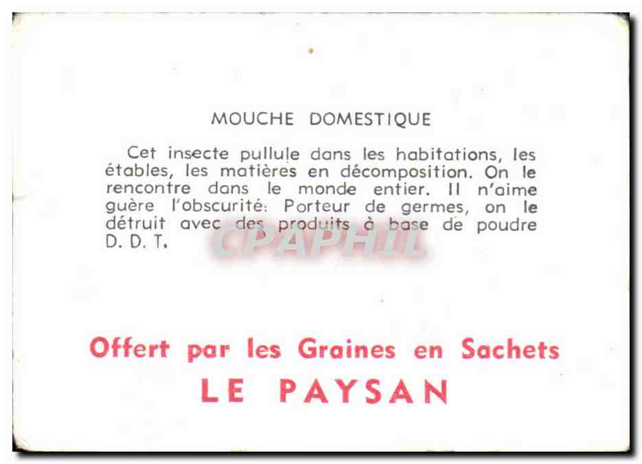 Image Mouche domestique — Rückseite