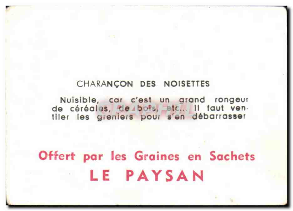 Image Charancon des noisettes — Rückseite