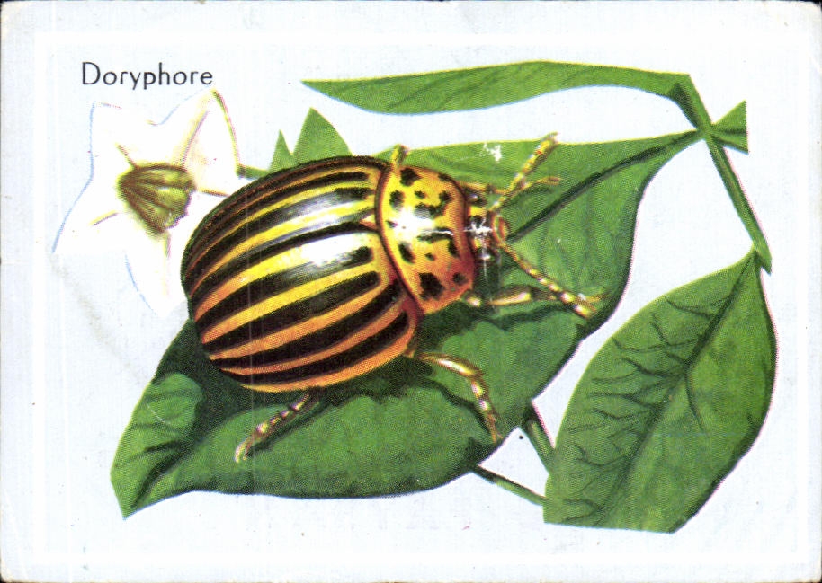 Image Doryphore