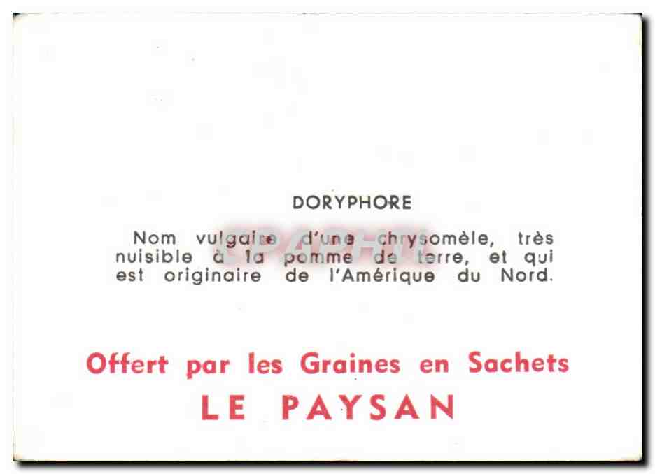 Image Doryphore — Verso