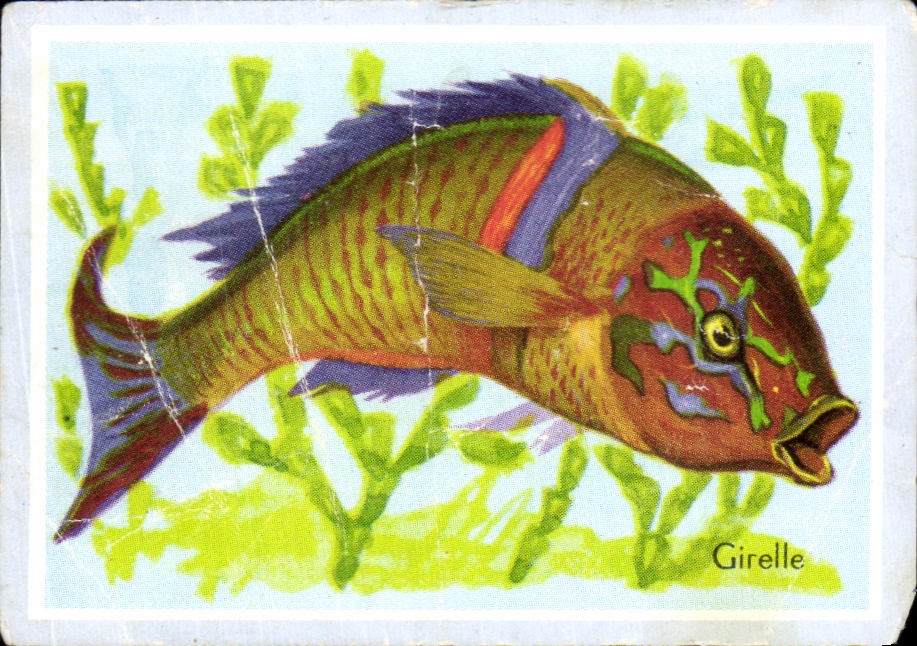 Image Girelle Poisson