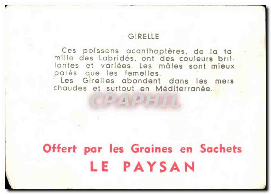 Image Girelle Poisson — Rückseite