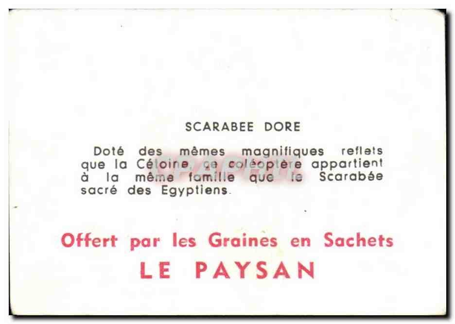 Image Scarabee dore — Verso