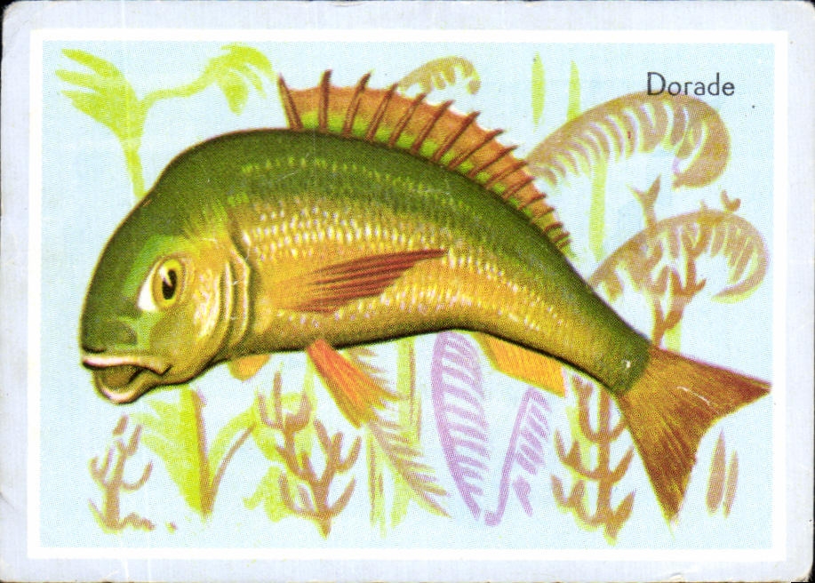 Image Dorade Poisson 