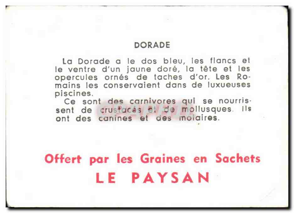 Image Dorade Poisson  — Back