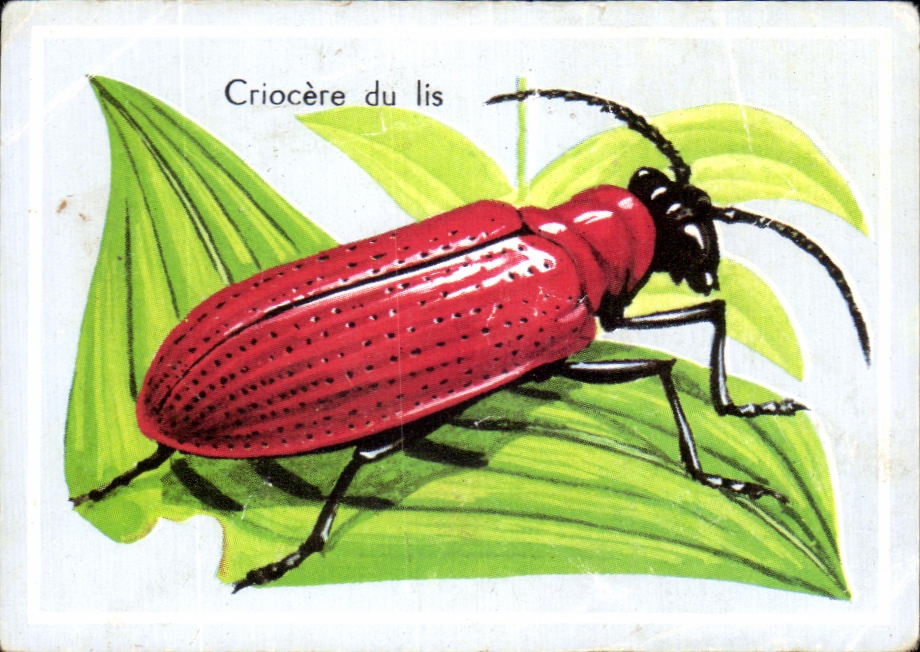 Image Criocere du lis