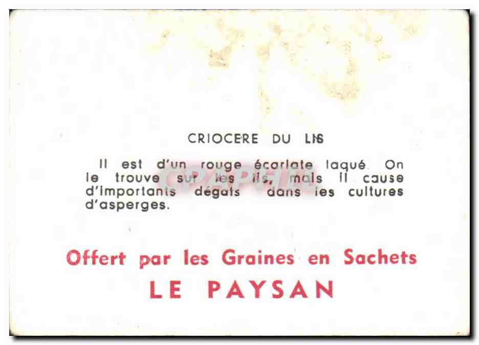 Image Criocere du lis — Verso