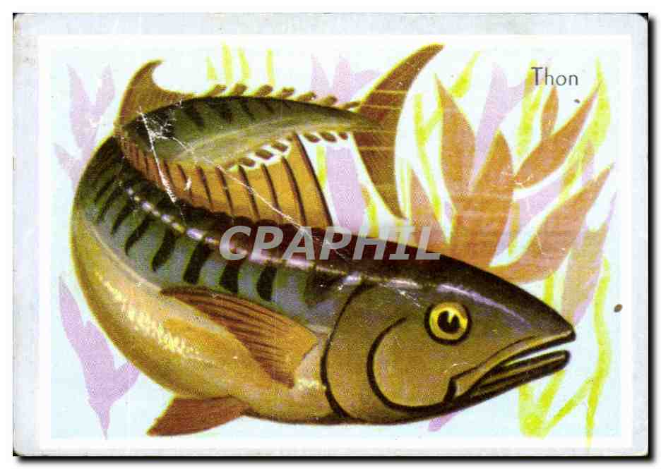 Image Thon Poisson