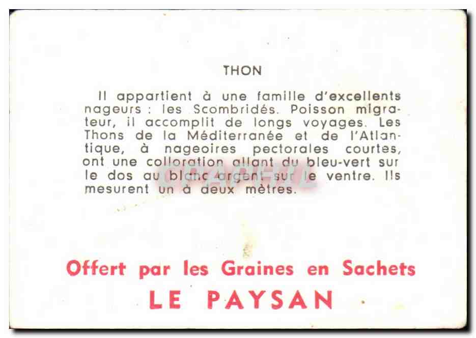 Image Thon Poisson — Verso