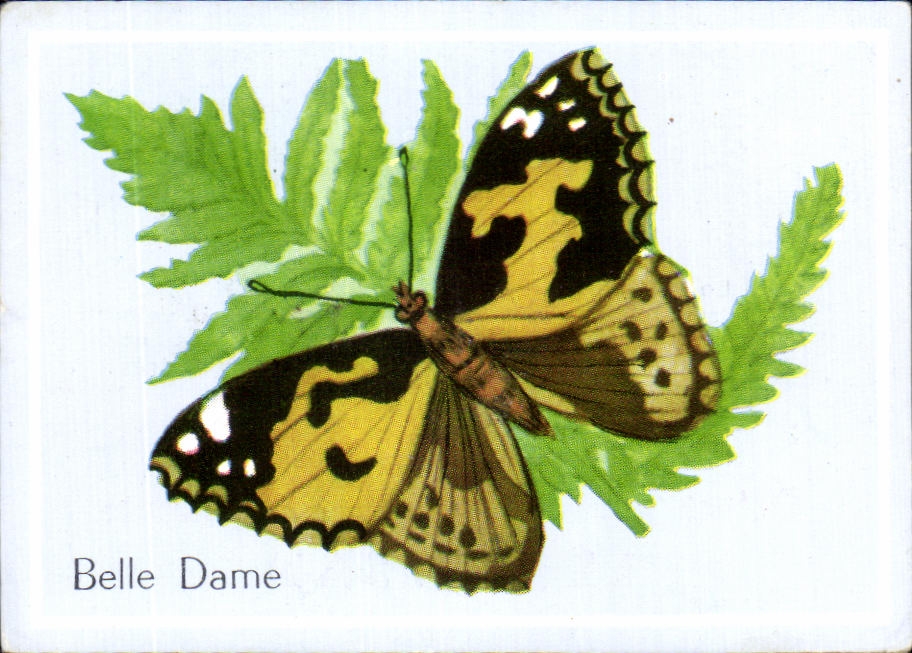 Image Belle Dame Papillon 