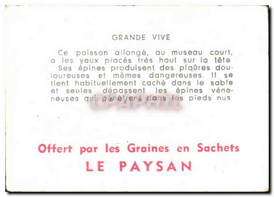 Image Grande Vive — Rückseite