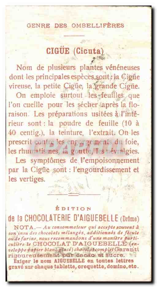 Chromo Chocolaterie d'Aiguebelle Les Plantes Medicinales Cigue Ombelliferes Cicuta Poisson — Back