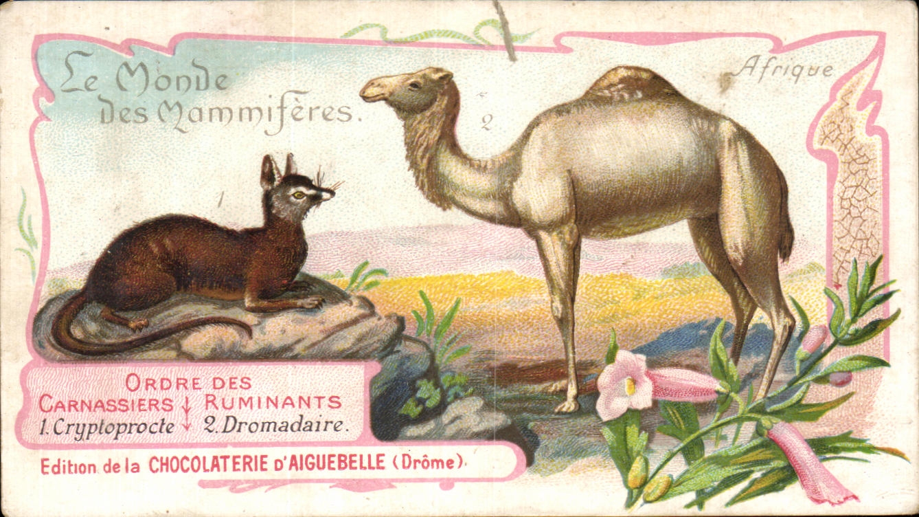 Chromo Chocolaterie d'Aiguebelle Afrique AFrica Dromadaire Camel Cryptoprocte