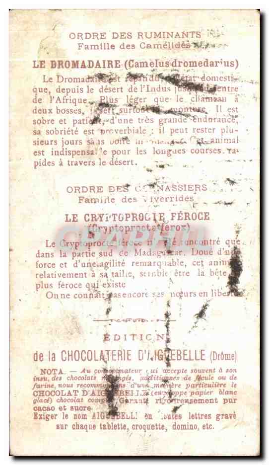 Chromo Chocolaterie d'Aiguebelle Afrique AFrica Dromadaire Camel Cryptoprocte — Rückseite
