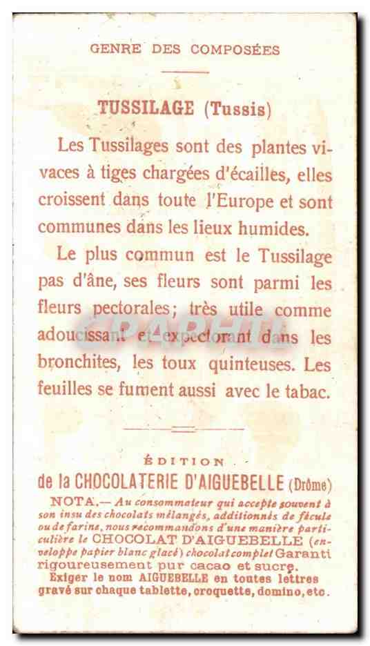Chromo Chocolaterie d'Aiguebelle Les Plantes Mediciales Tussilage Genre Des Composees Tussis — Back