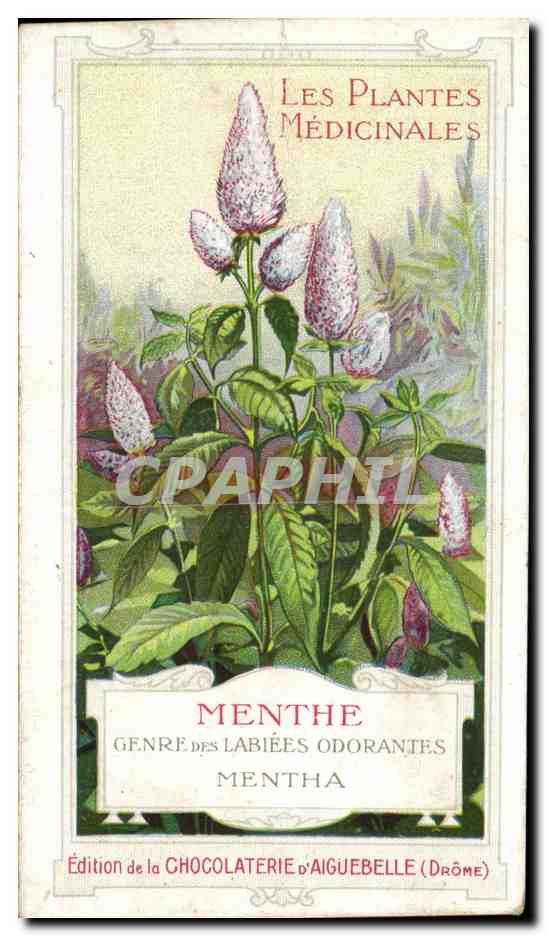 Chromo Chocolaterie d'Aiguebelle Les Plantes Medicinales Menthe Genre Des Labiees Odorantes Mentha