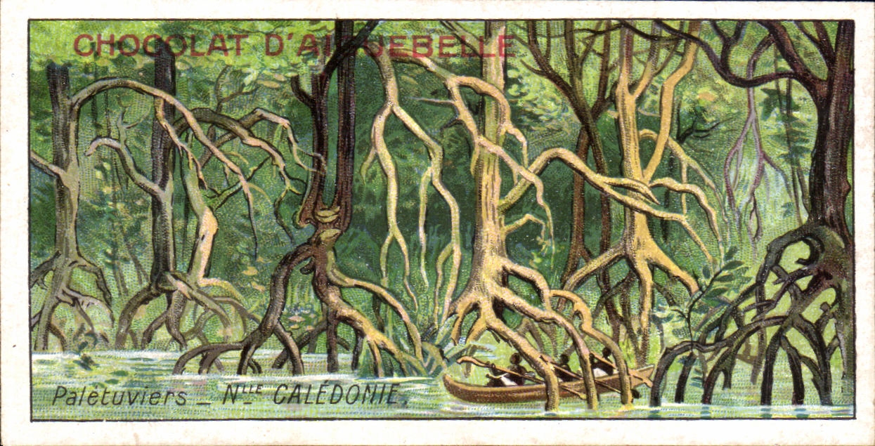 Chromo Chocolaterie d'Aiguebelle Paletuviers Nouvelle Caledonie