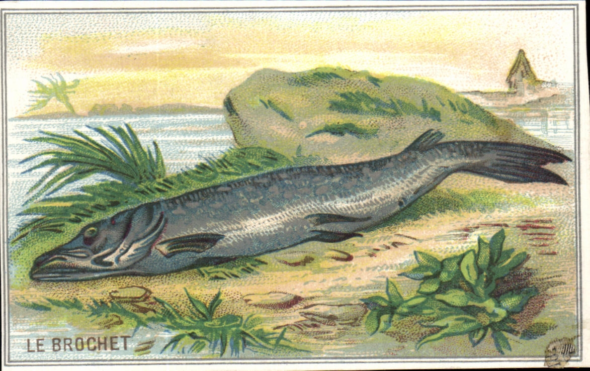 Image Le Brochet Poisson Fish