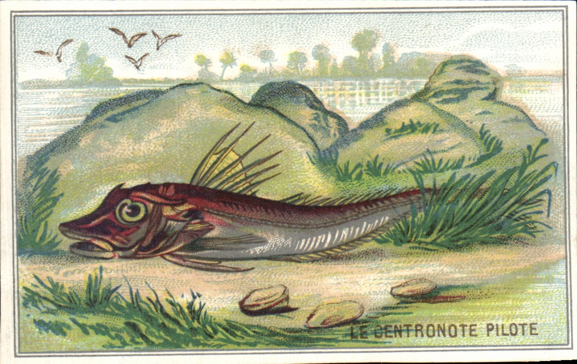 Image Le Dentronote Pilote Poisson Fish