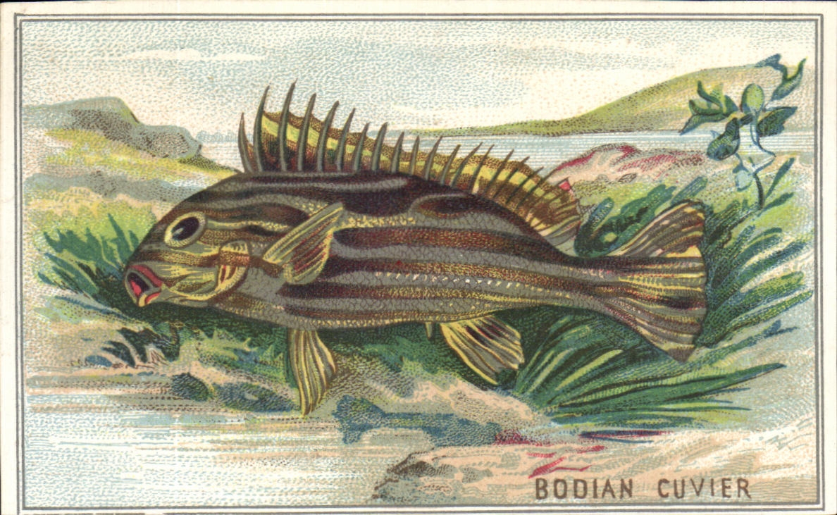 Image Bodian Cuvier Poisson Fish