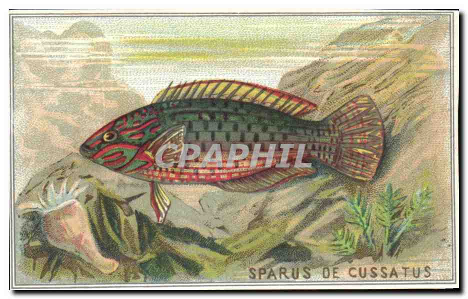 Image Sparus De Cussatus Poisson Fish