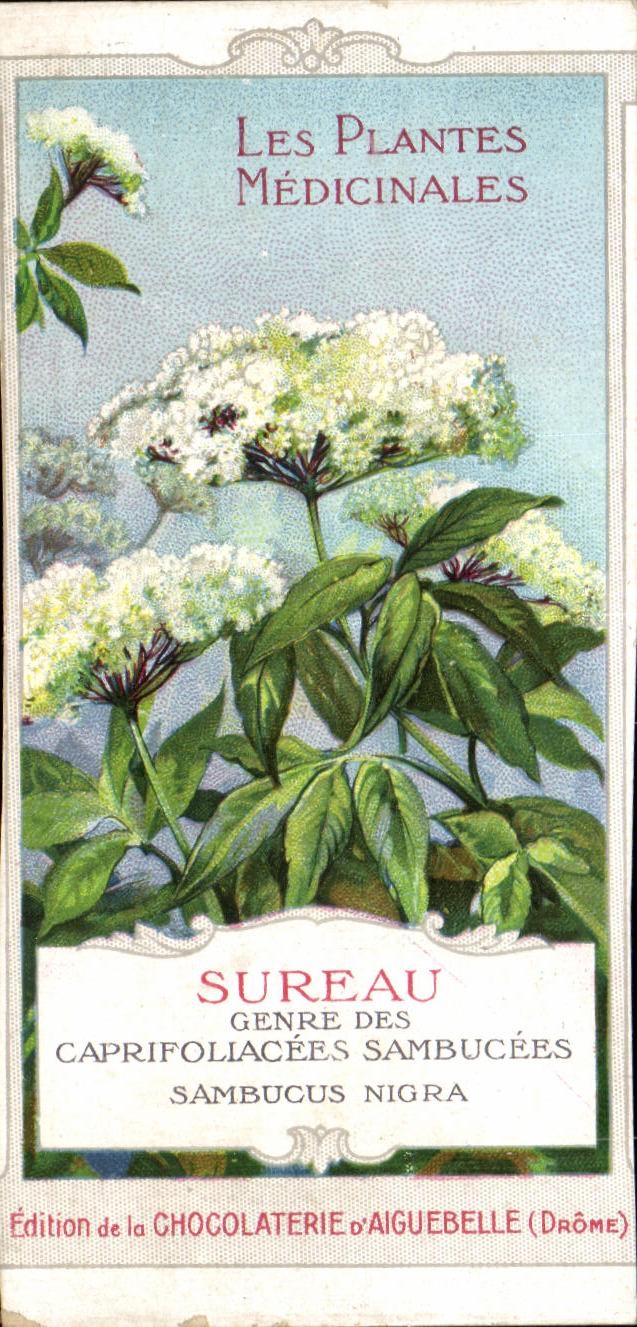 Chromo Les Plantes Medicinales Sureau Genre Des Caprifoliacees Sambucees Sambucus Nigra 