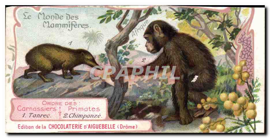 Chromo Le Monde des Mammiferes Ordre des Carnassiers Primates Chocolaterie d'Aiguebelle Drome Singe Monkey
