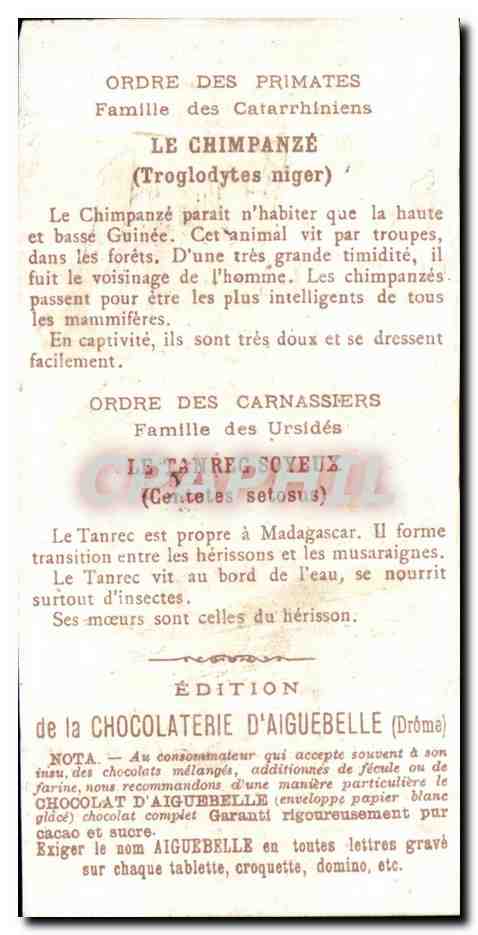 Chromo Le Monde des Mammiferes Ordre des Carnassiers Primates Chocolaterie d'Aiguebelle Drome Singe Monkey — Rückseite