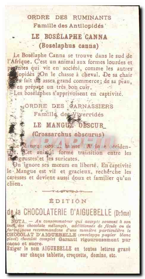 Chromo Le Monde des Mammiferes Ordre des Ruminants Carnassiers Mangue Chocolaterie d'Aiguebelle Drome — Verso