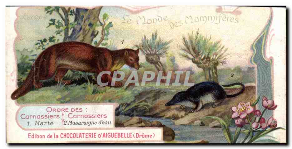 Chromo Le Monde des Mammiferes Ordre des Ruminants Carnassiers Mangue Chocolaterie d'Aiguebelle Drome