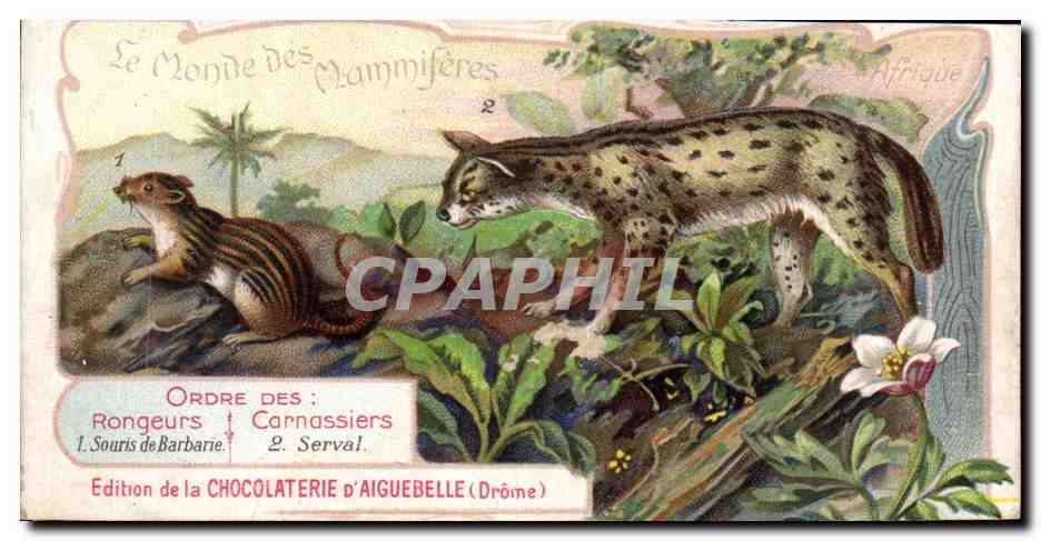 Chromo Le Monde des Mammiferes Ordre des Ruminants Carnassiers Mangue Chocolaterie d'Aiguebille Drome