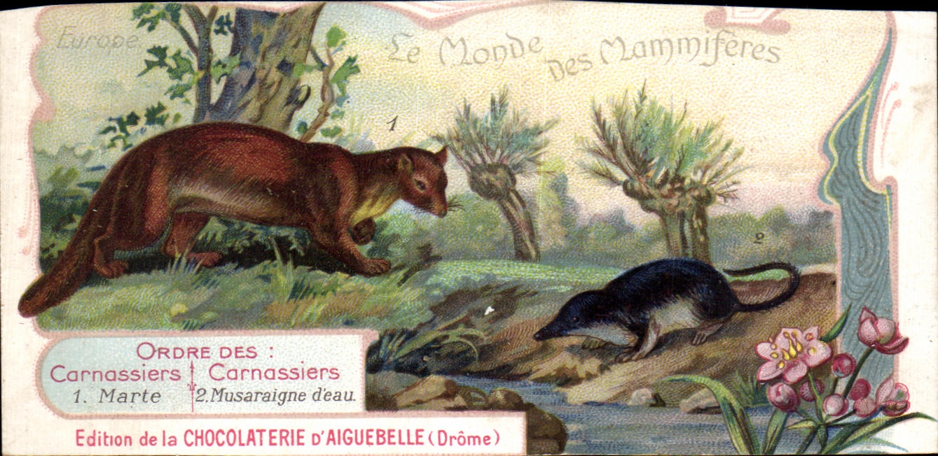 Chromo Le Monde des Mammiferes Ordre des Ruminants Carnassiers Mangue Chocolaterie d'Aiguebille Drome