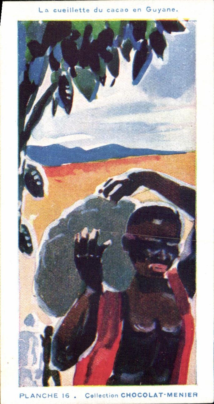 Image Planche Collection Menier La cueillette du cacao en Guyane Guyana