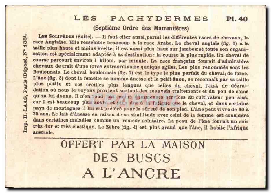 Chromo Les Pachydermes Zebre Ane Donkey Cheval Horse — Verso