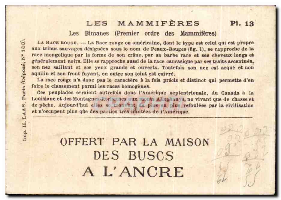 Chrimo Les Mammiferes Les Bimanes La race rouge Indiens  — Back
