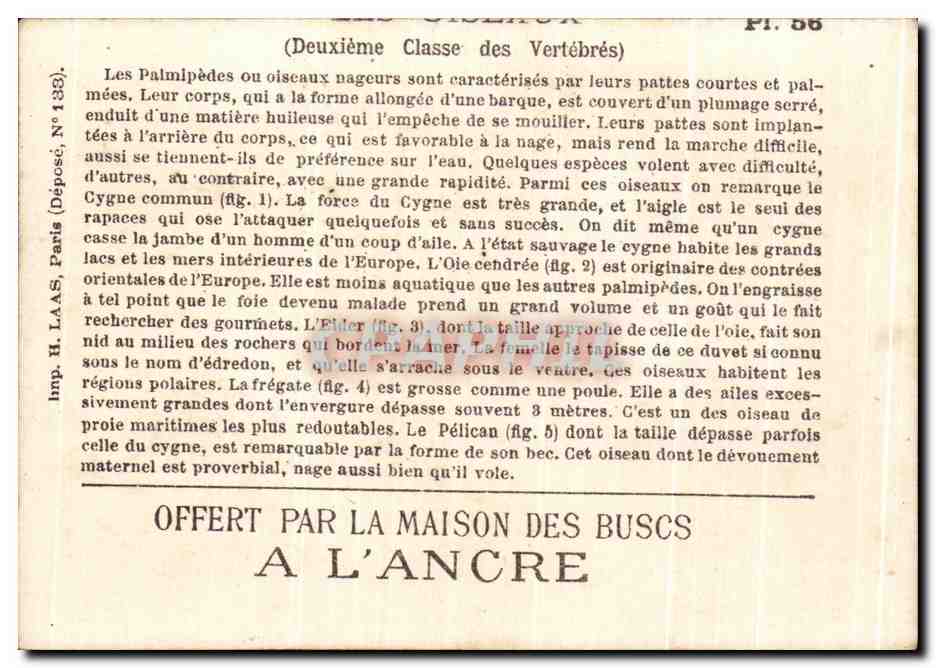 Chromo Offert Par La Maison Des Buscs A L'Ancre Palmipedes Cygne Canard  — Verso