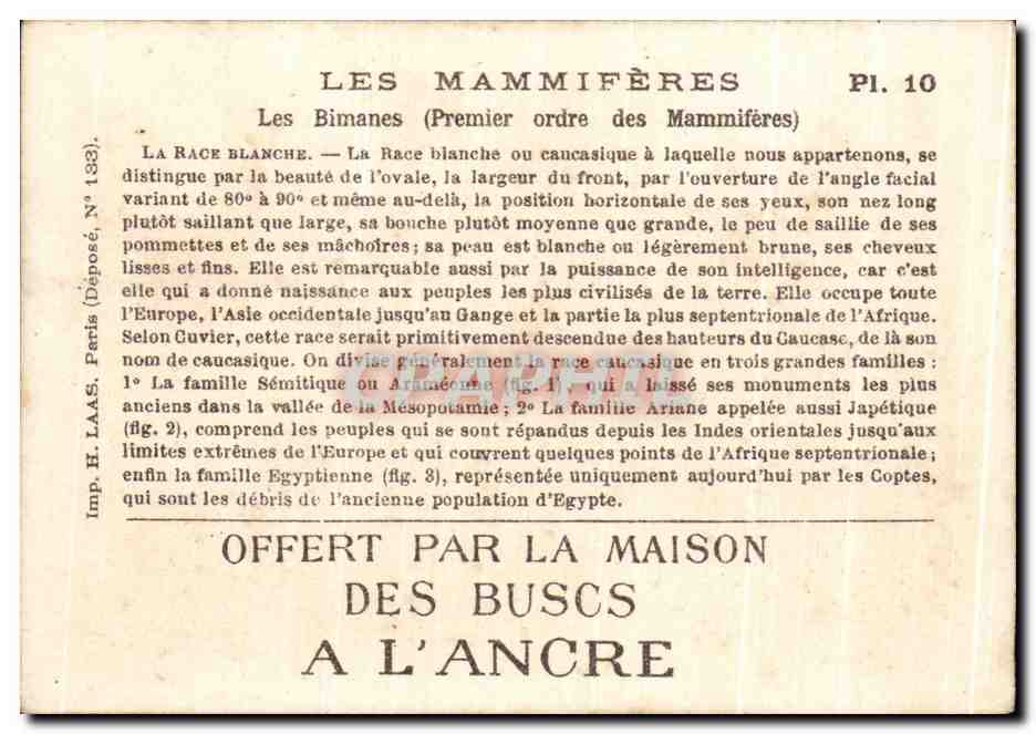 Chromo Les Mammiferes Les Bimanes La race blanche  — Verso