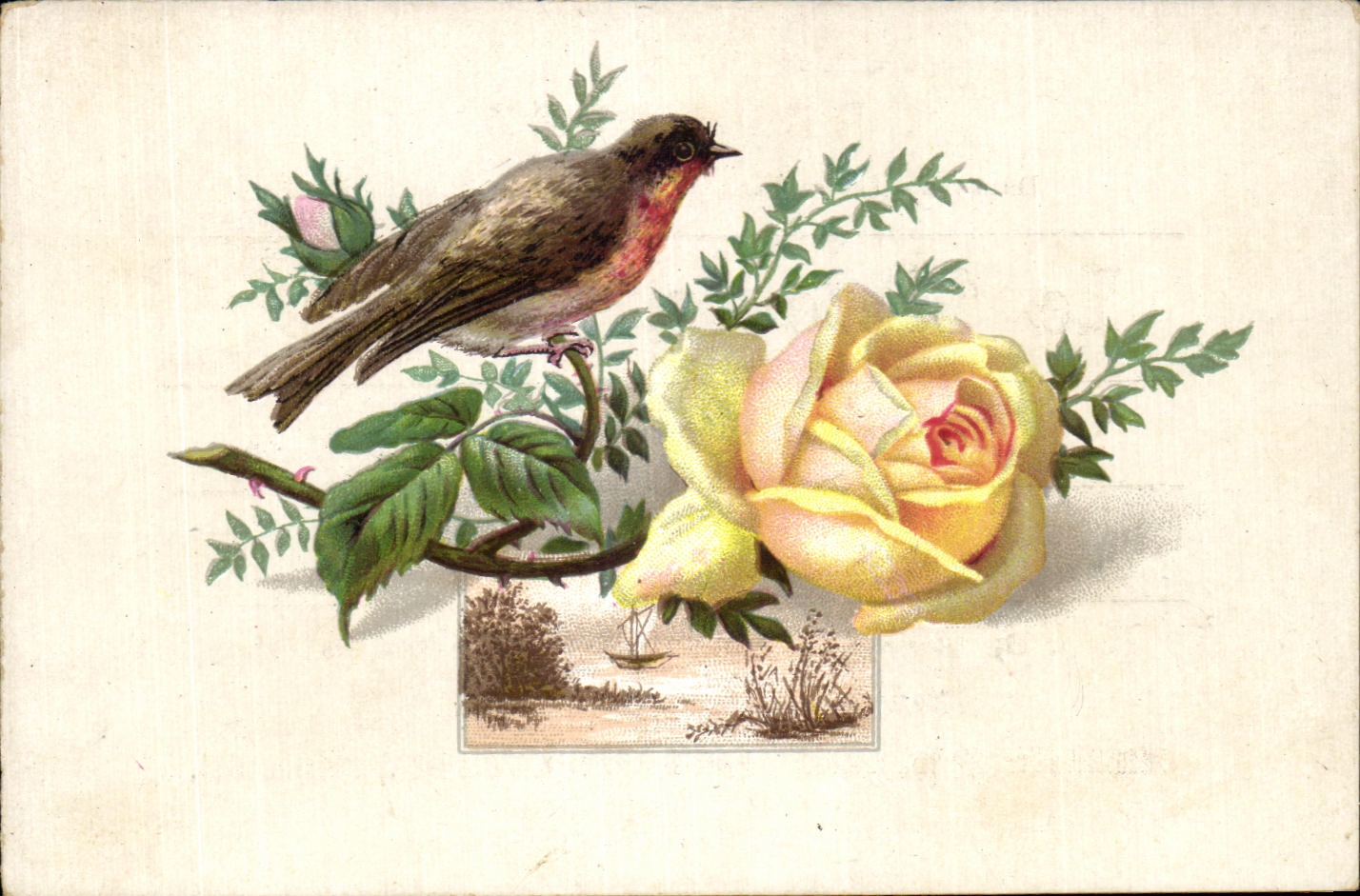 Oiseau et rose — illustration botanique — A. Langlois Succr, Le Mans