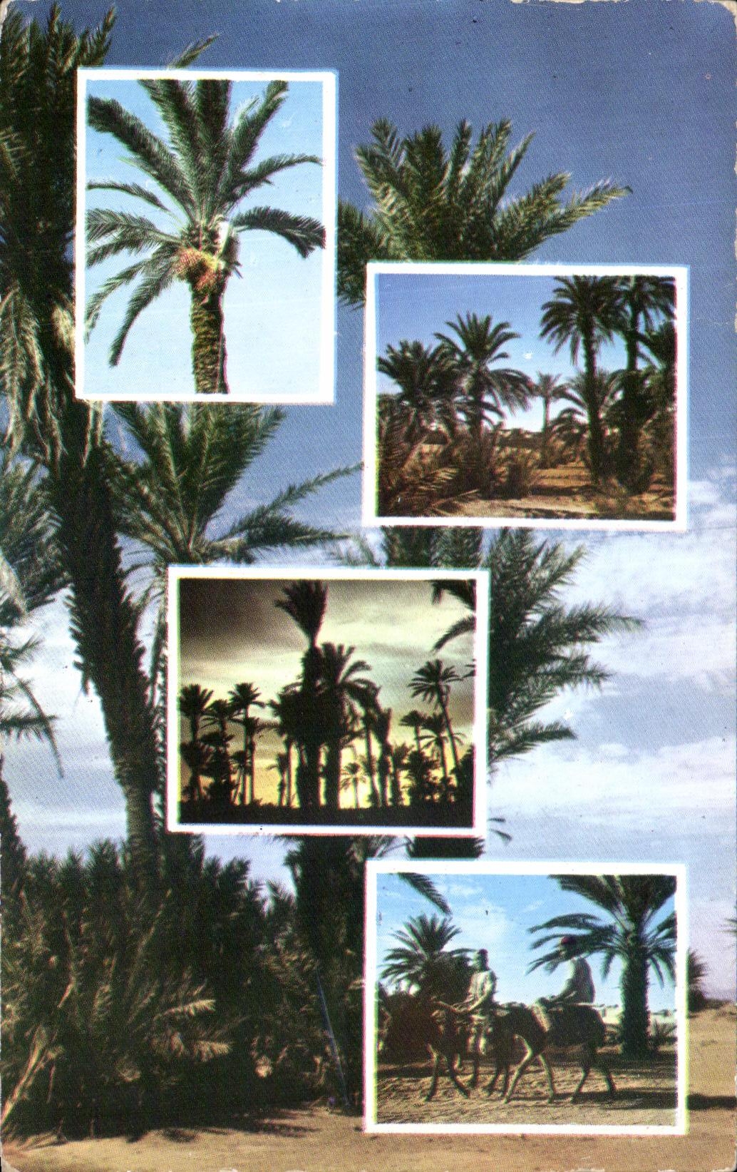 Scènes de la Palmeraie — Afrique du Nord — Editions JEFF