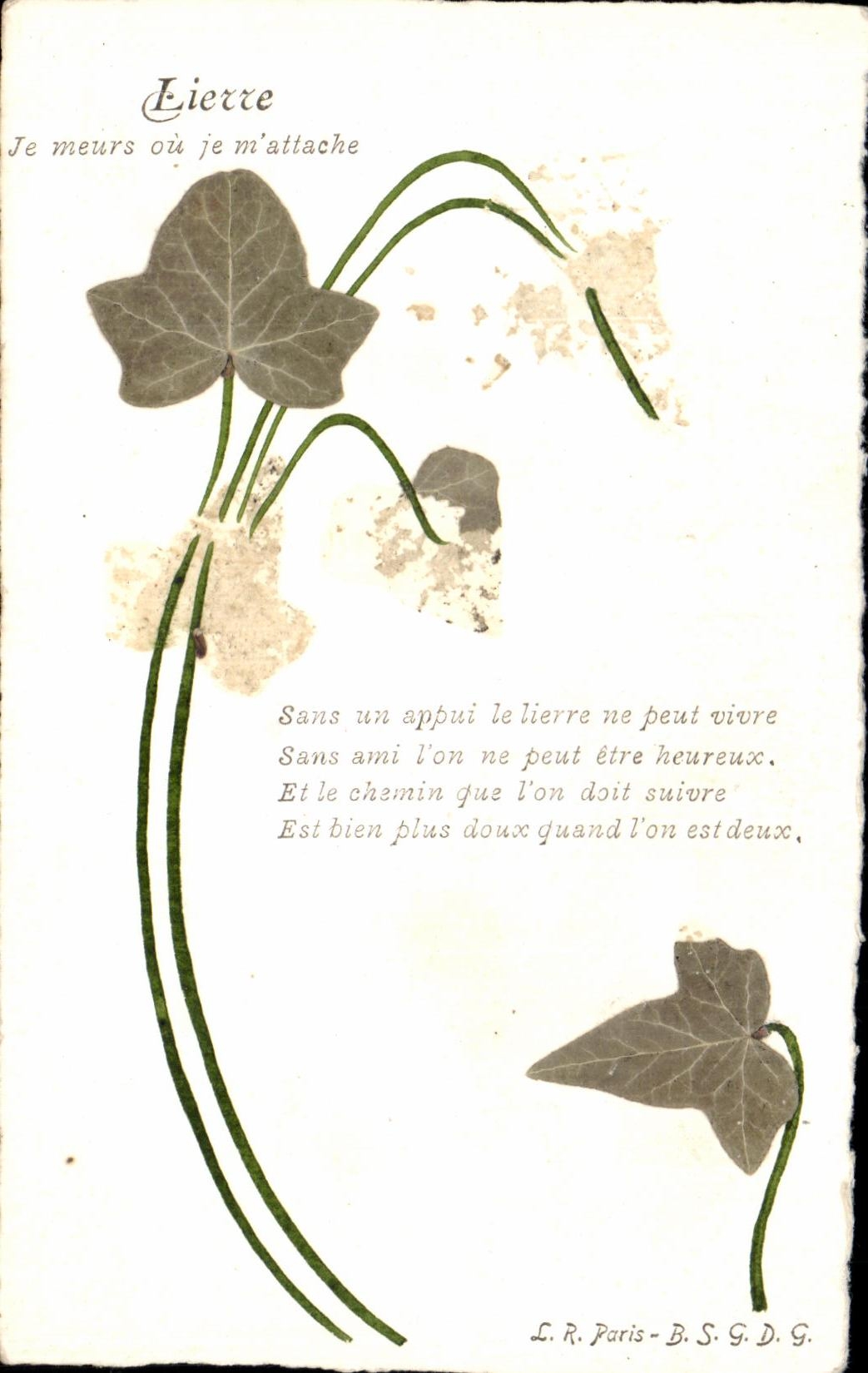 CPA Fantaisie Lierre Je Meurs ou je m'attache (feuilles sechees)